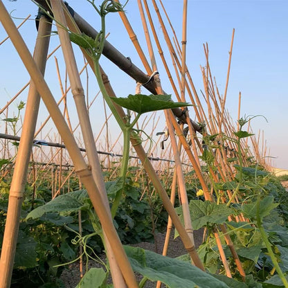 Bamboo Stakes,4.8Feet,50Pcs,Plant Bamboo Post,GUANGYE,Bamboo Garden Stakes - size: 4.8Ft,50Pack