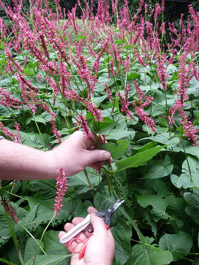 Okatsune Bud Cutting Shears No. 304 - size: 7.5 inches, style: Bud Shears