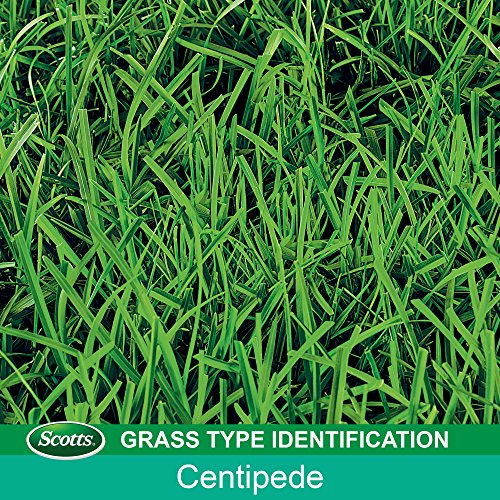 Scotts Turf Builder Grass Seed Centipede Grass Seed & Mulch, 5 lbs.